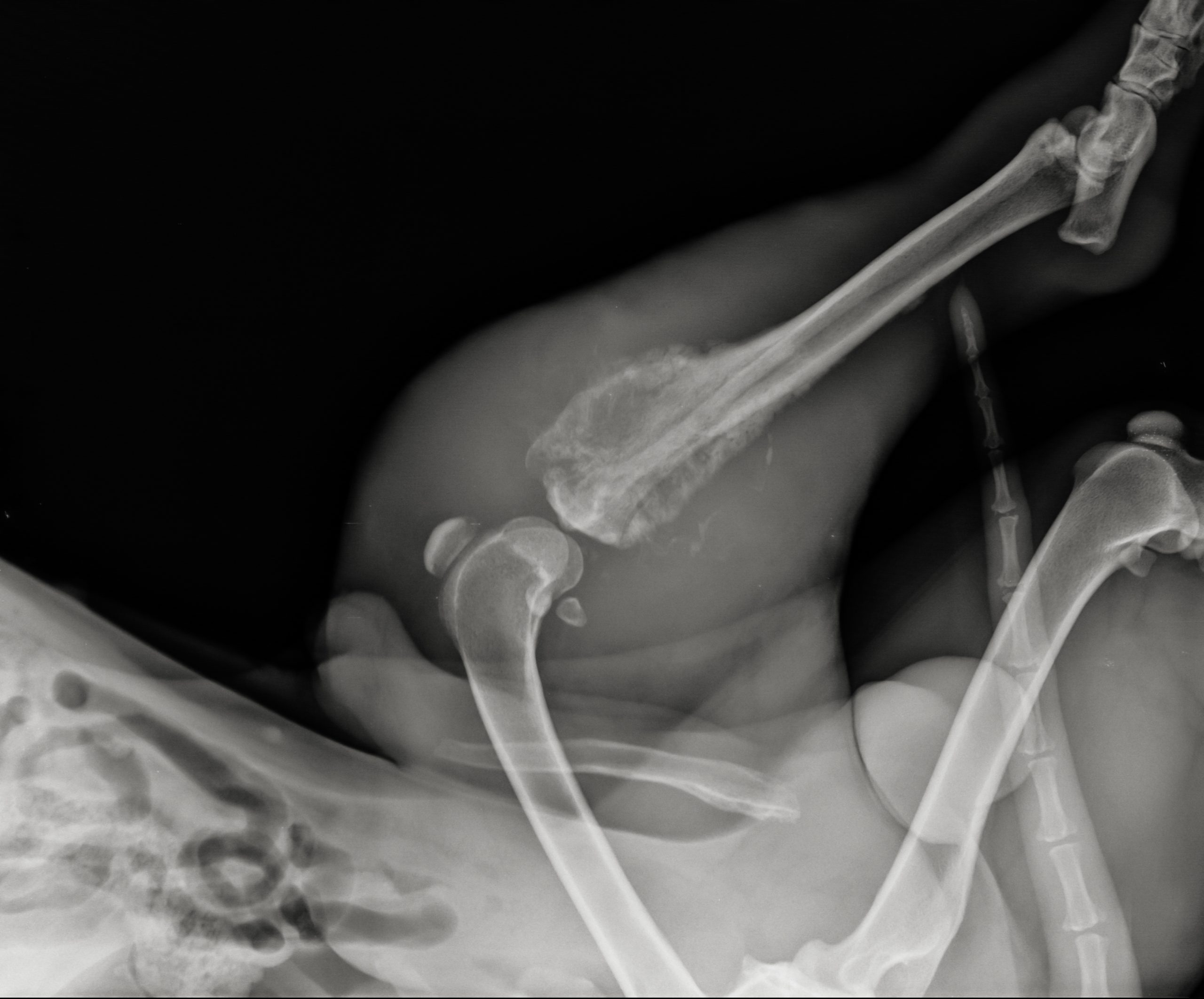 X-ray image of tibial osteosarcoma in a dog